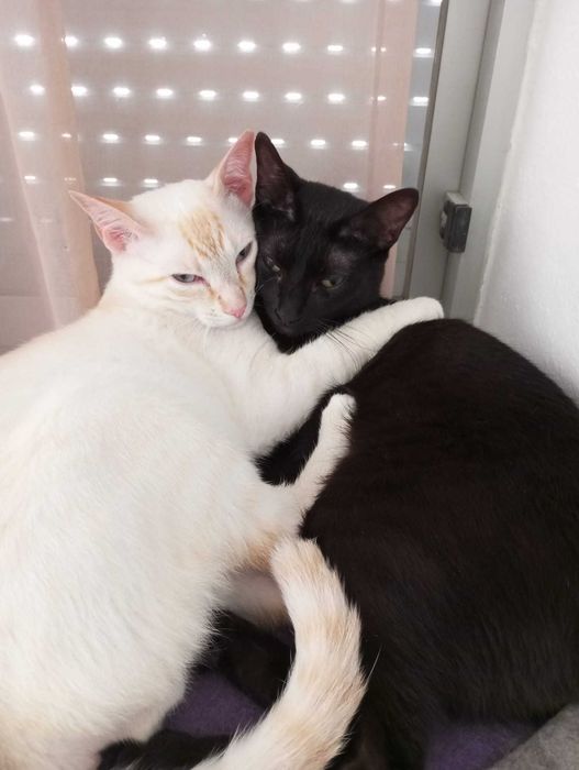 BabySitting de animais e passeios