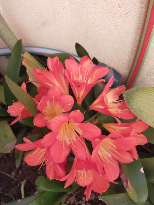 Vendo plantas de vaso ou de jardim