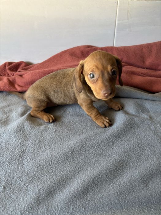 Teckel pelo curto miniatura