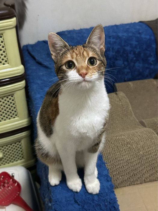 Кошеня Астра шукає новий дім