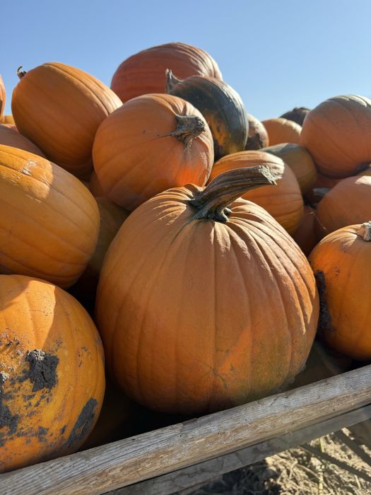 Dynia hallowen jadalna idealna na wystroj zupy itd