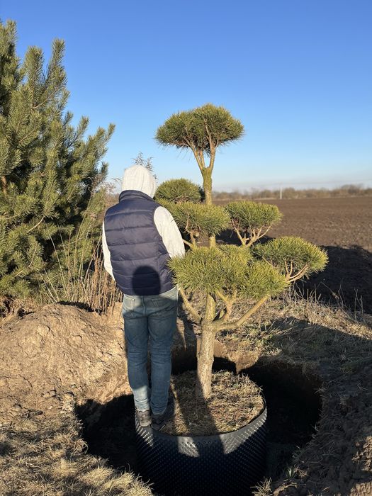 Сосна нівакі крупномір