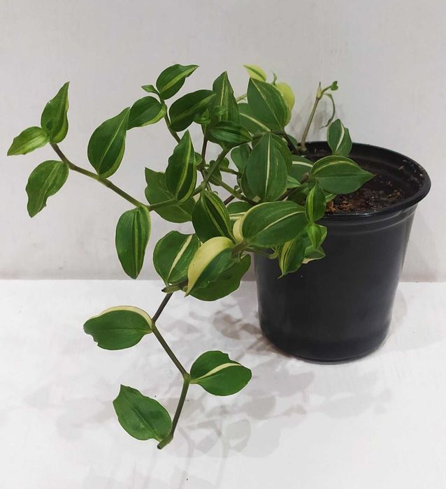 Традесканция комнатная