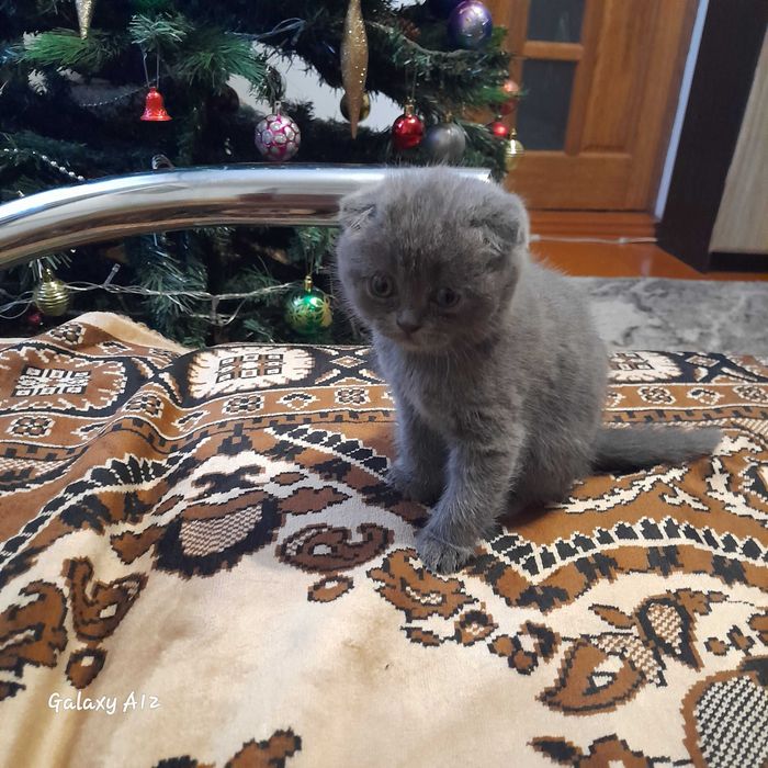 Шотландські кошенята