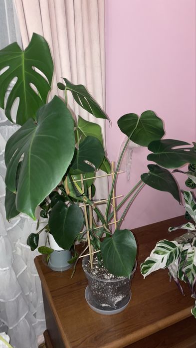 Monstera deliciosa
