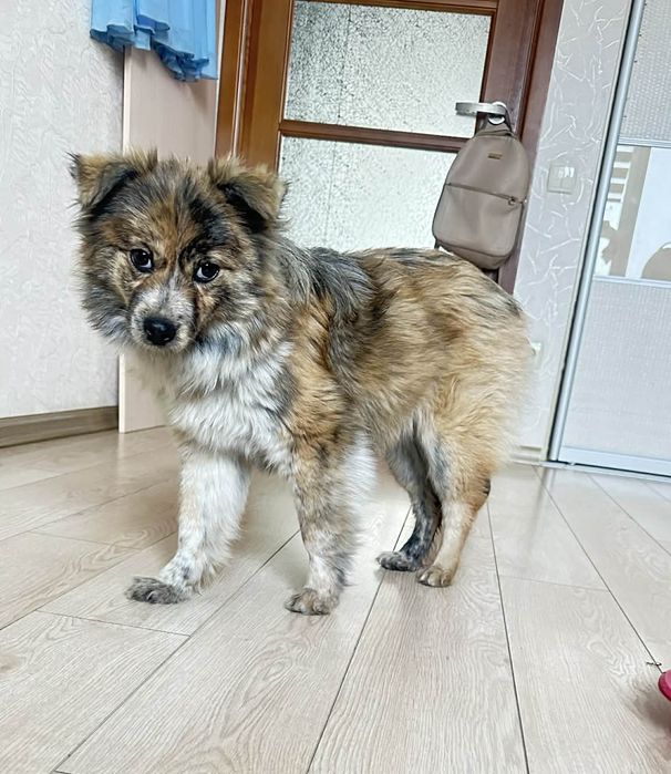 Маленька собачка в добрі руки