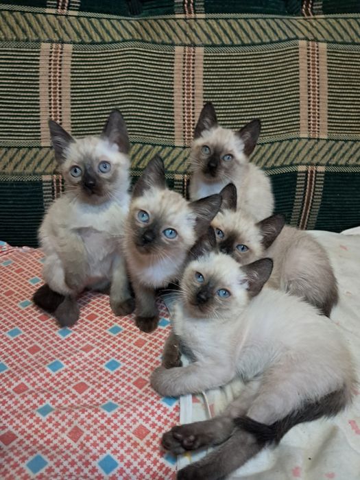 Сиамские котята. Сиамский котёнок. Сіамські кошеня