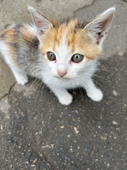 Кошенята в добрі руки