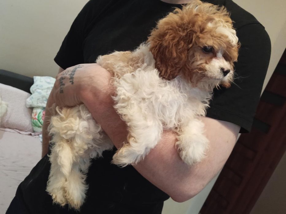 Cavapoo dziewczynka