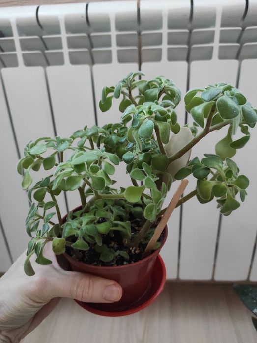 Хойя,хоя карноза,аїхрізон(дерево кохання), кімнатні рослини