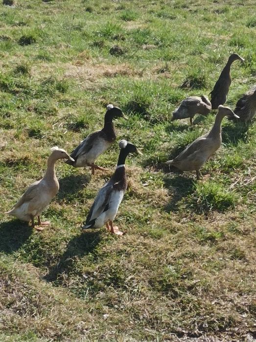 Biegusy indyjskie czubate