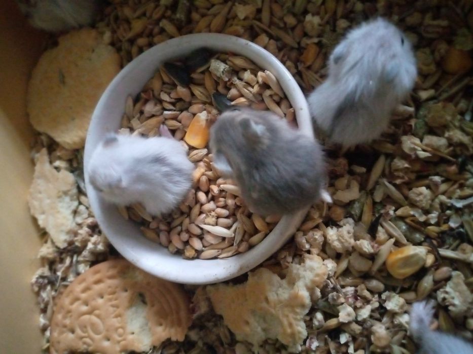 Хомячки Кременчуг