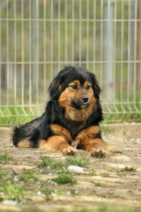 Piękny samczyk szuka nowej rodziny