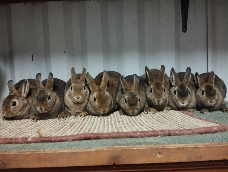 Karzełek castorex/ kastorex/ rexy króliki miniaturki