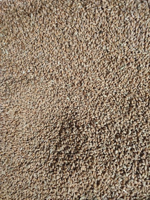 Продам домашню пшеницю 2025