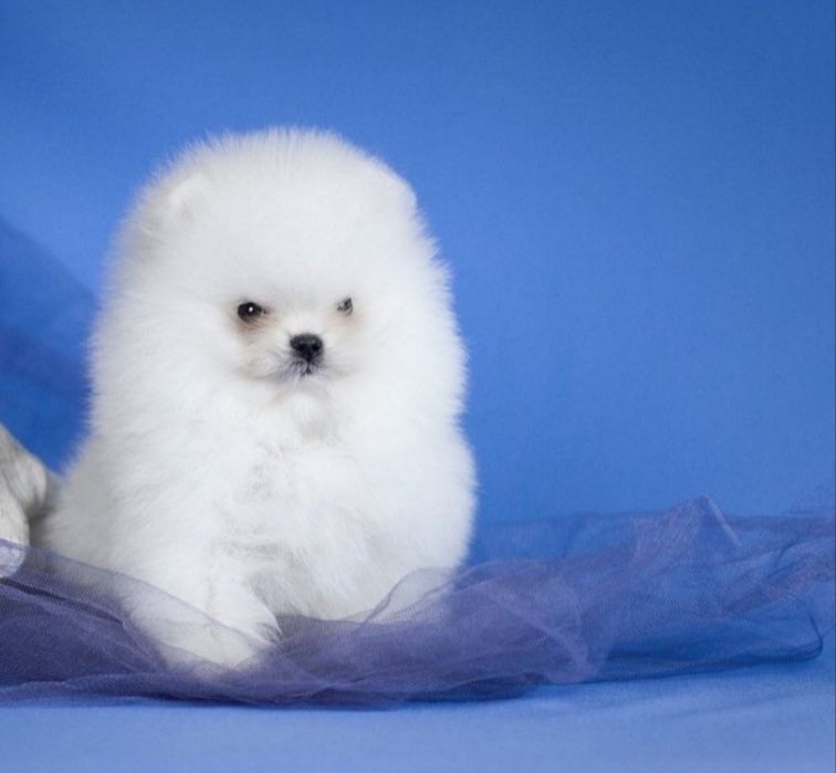 Крутыши супер мишки