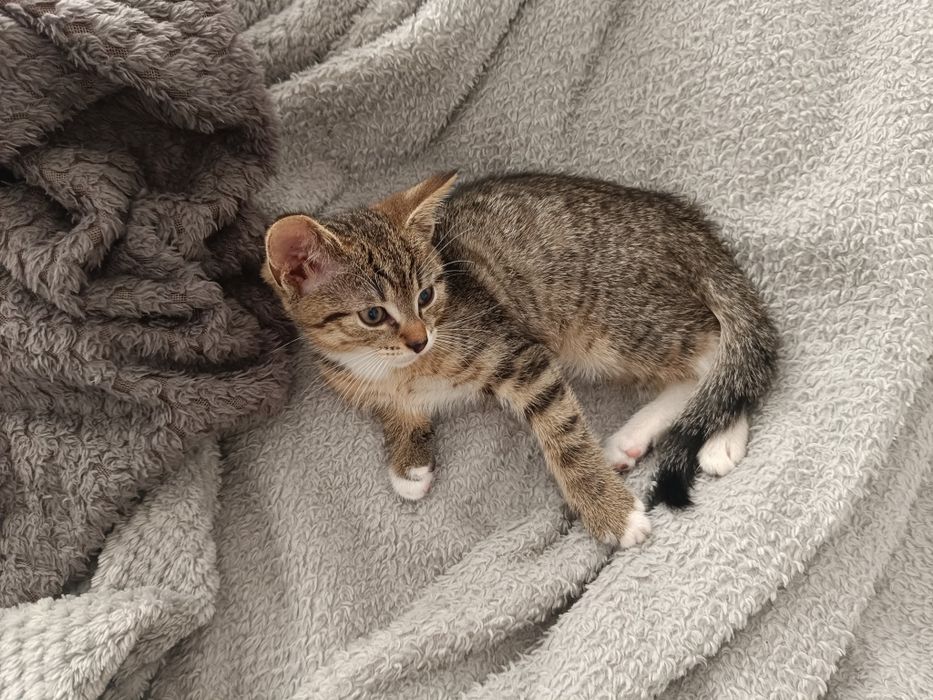 kotek do adopcji