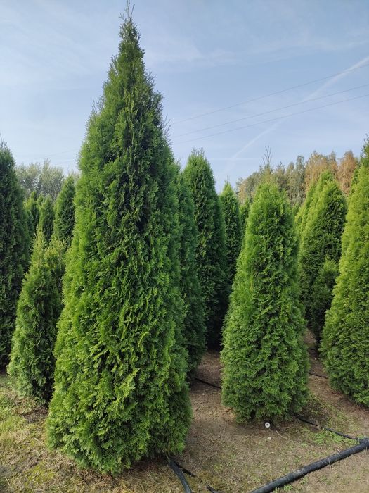 Tuja thuja SZMARAGD wysokość 250 cm w cenie 120 zł kopane z gruntu