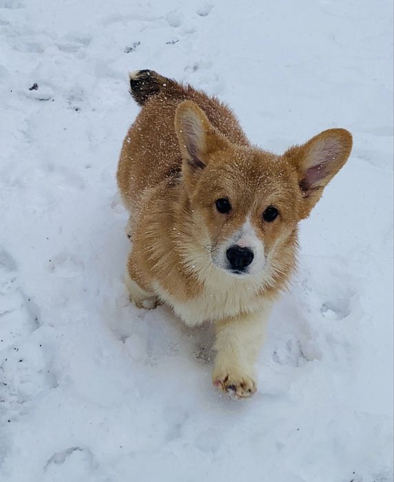Вельш корги пемброк мальчик бобтейл