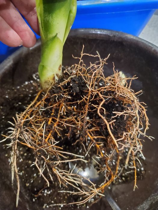 Сансевиерия  среднерослая