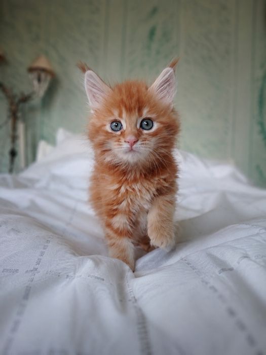 Котята мейн-кун, девочки, 2 и 6 месяцев, рыжие и кофе с молоком