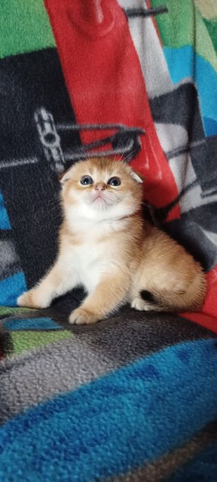 Золотая шиншилла девочка