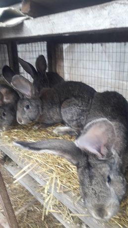 Кролики породы фландр