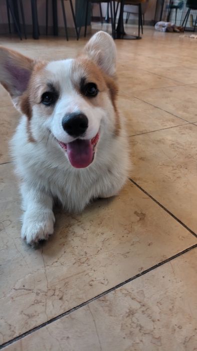 Welsh Corgi Pembroke FCI