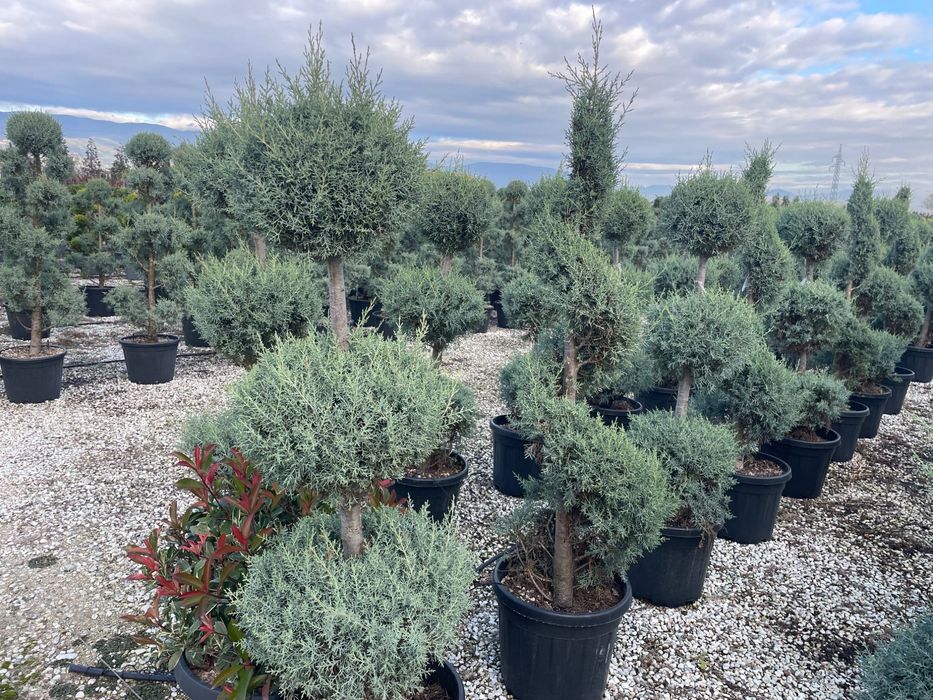 Drzewa oliwne / formy bonsai