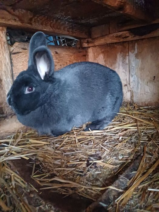 Wiedeński Niebieski Para