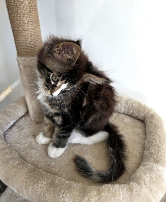 Maine coon. Kocur. Czarny pręgowany z białym