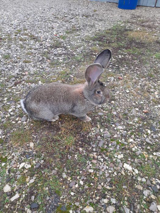 Sprzedam młodą samiczkę belga