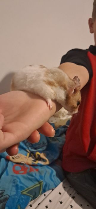 Oddam półrocznego chomika syryjskiego