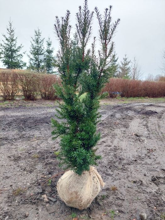 Cis 'Hicksii' na żywopłot