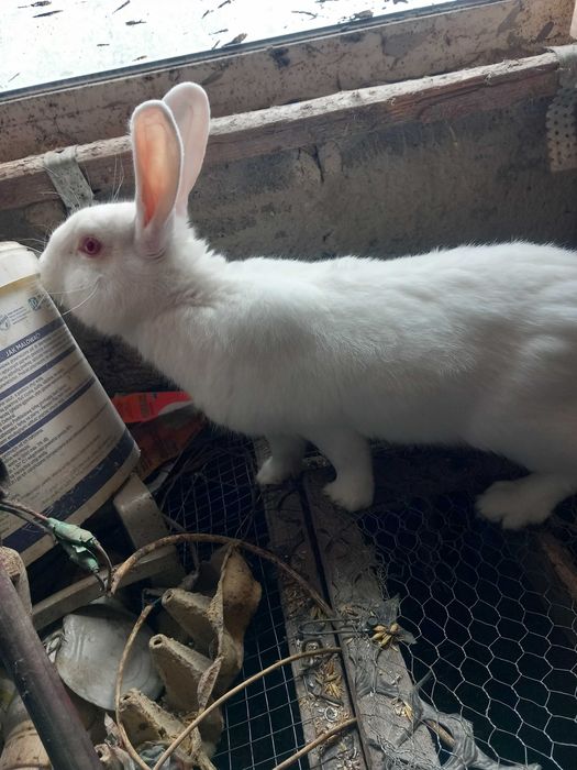 Sprzedam samca termandzki