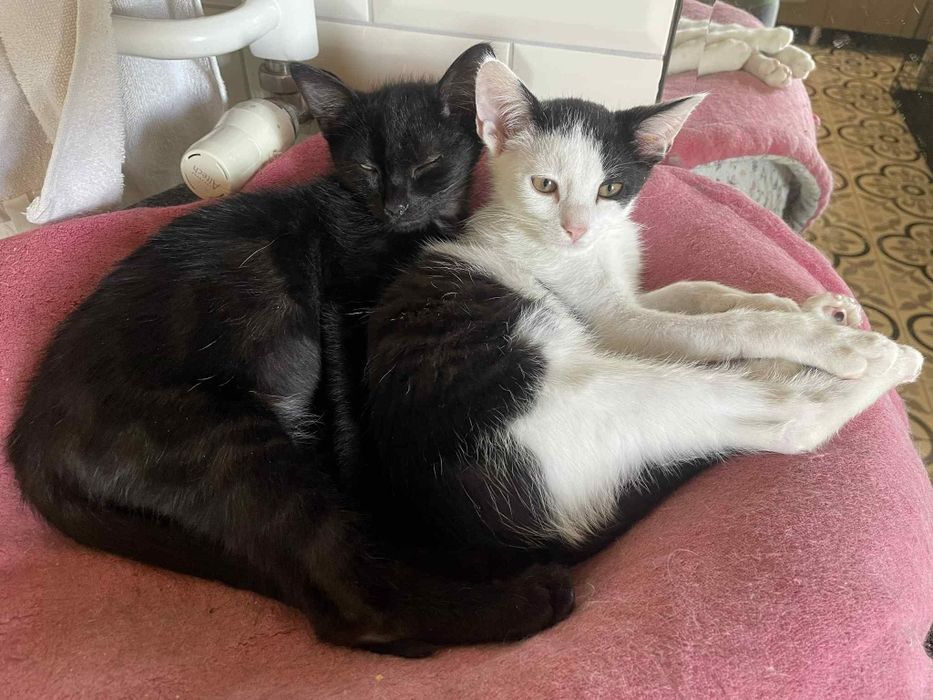 Półroczne kocurki szukają miłości