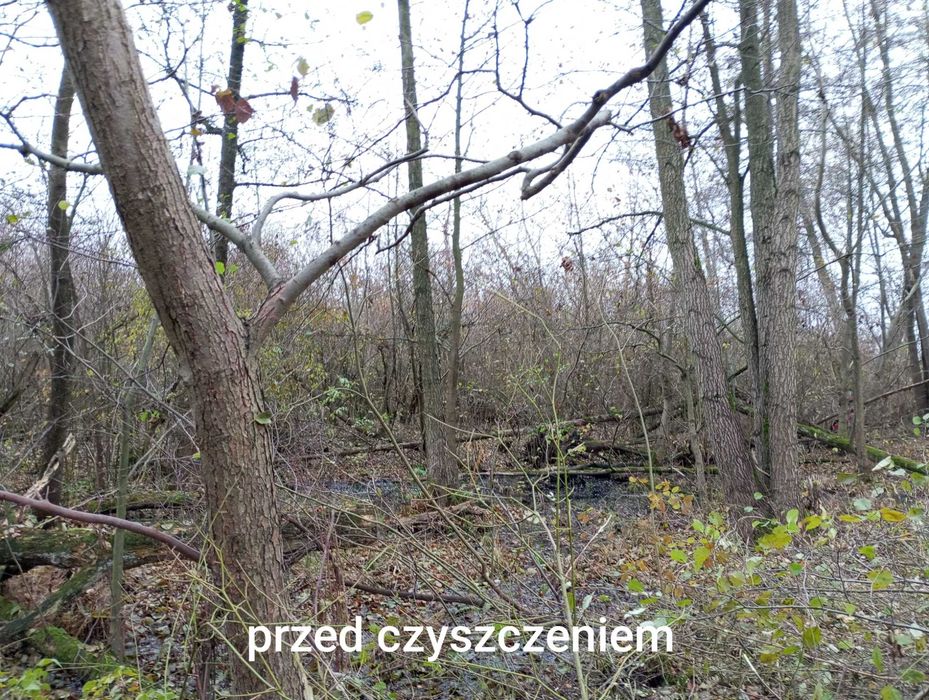 Wycinka drzew  czyszczenie działek wywóz gałęzi usuwanie karp