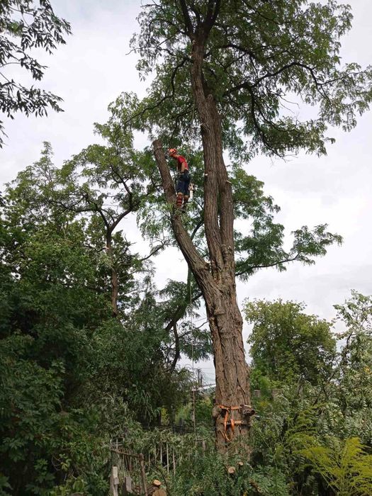 Спил ,ВИДАЛЕННЯ!Проблемних, Великих, Аварійних дерев!!!Арборист.