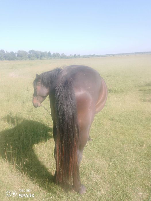 Продам кобилу у добрі руки