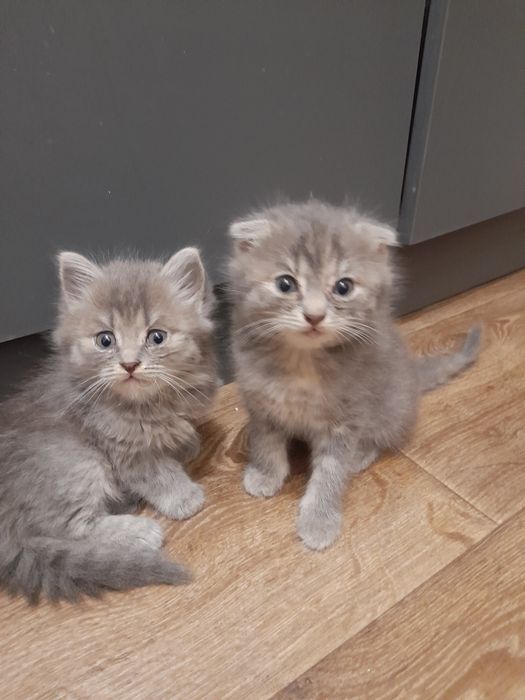 Кошенята безкоштовно