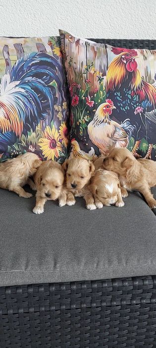 Maltipo & maltańczyk pudel Toy