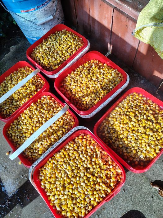 Kukurydza gotowana/fermentowana 20kg