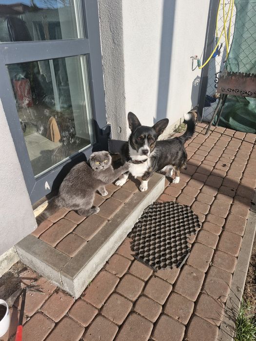 Продам Коргі кардіган