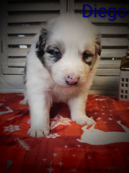 Border collie piesek Blue merle przebadani rodzice