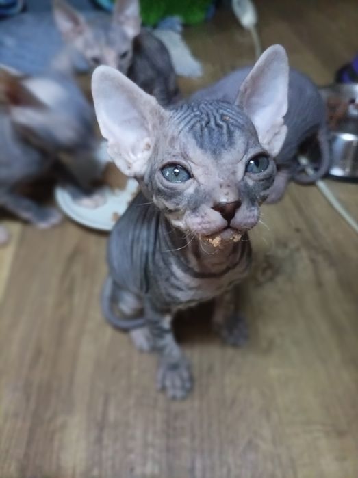 Кошенята Донського Сфінкса!