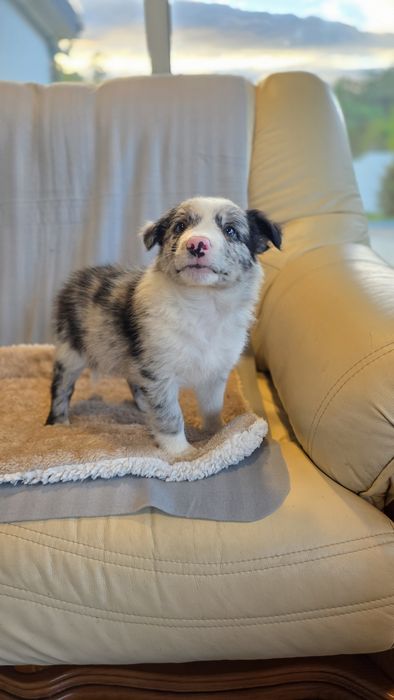 Border Collie Blue Merle Macho