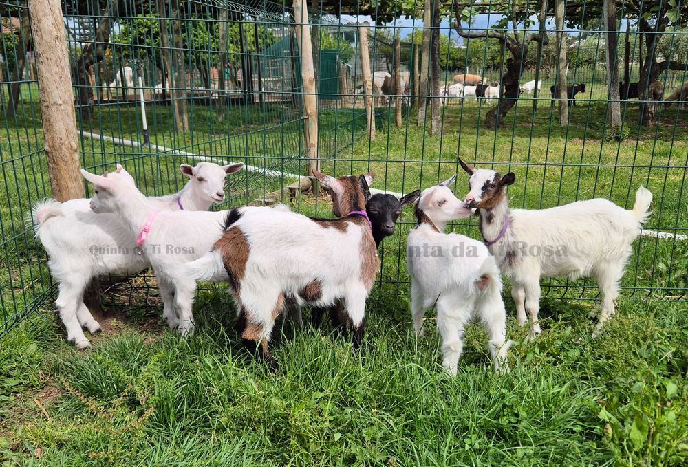 Cabras Fêmeas Micro Anãs e Anãs