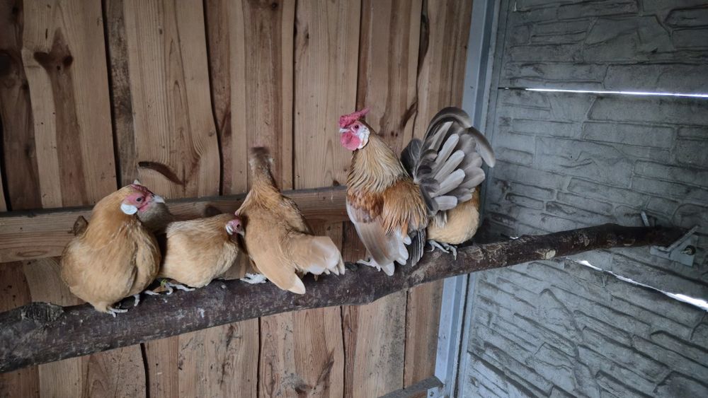 Jajka legowe bantamek