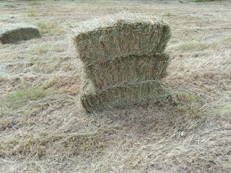 Тюки сіна продам