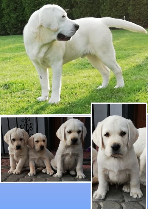 Labrador retriever rodzice pochodzenia FCI